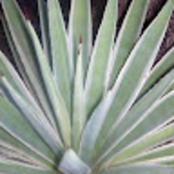 Meet your Posher, Dianna - Picture 1 of 1